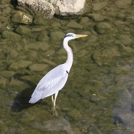 Na Kopitarjevi 3* Laško